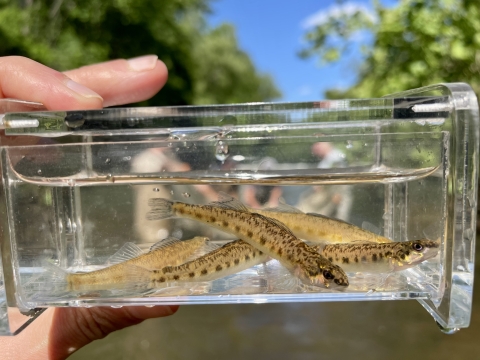 5 brown coal darters in a viewing container