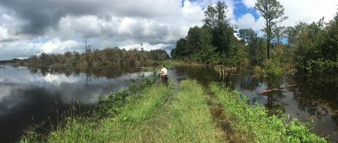 A hydrologist walks into flood waters flowing over a road at Great Dismal Swamp.