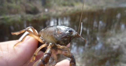 Panama City crayfish