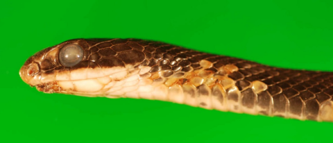 An Eastern ratstnake with snake fungal disease with a green background