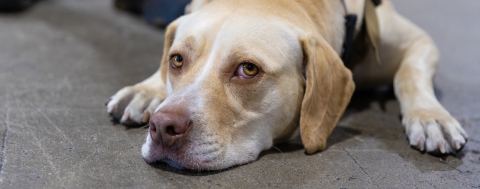 K-9 dog on the floor with head down.