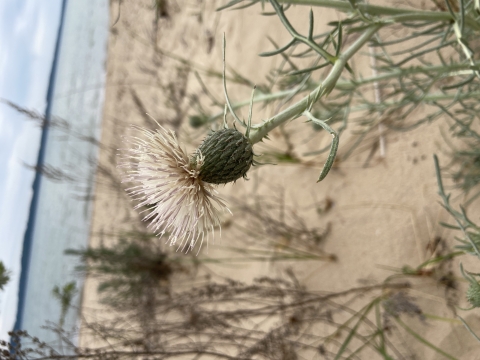 Pitcher's Thistle Flower PITH