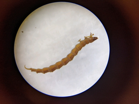 Hungerford's Crawling Water Beetle Larvae