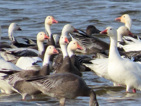 A flock of white and blue geese standing in shallow water