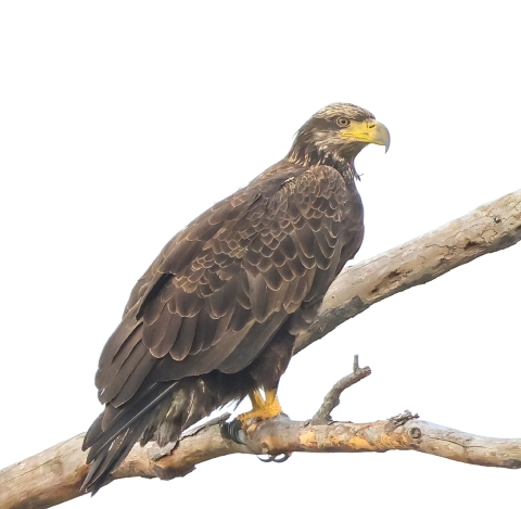 Juvenile bald eagle stands on a tree branch. All brown pluage, partial yellow beak.