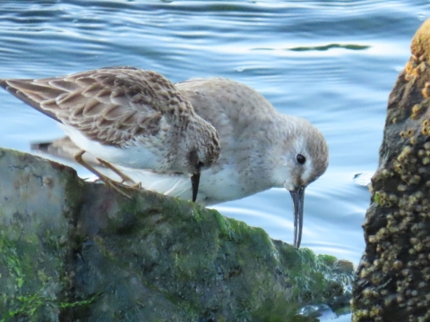 Two different species of small gray, white and brown shorebirds feed together on green moss/algae covered rocks