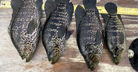 Jaguar guapote collected during non-native Fish Slam S Florida