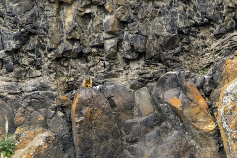 Columbia National Wildlife Refuge Yellow-bellied Marmot