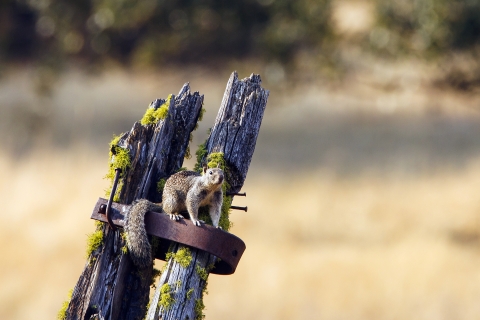 Conboy Lake National Wildlife Refuge California Ground Squirrel
