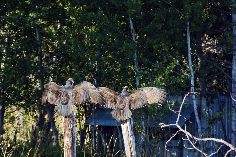 Conboy Lake National Wildlife Refuge Turkey Vultures