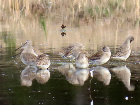 Flock of long-billed dowitchers. They are brown, white & grey, standing in water feeding. 