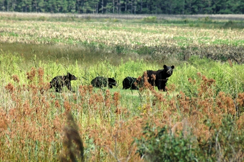 A black bear and her cubs cross a meadow.