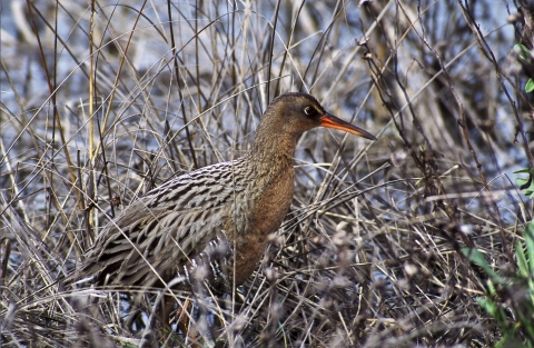 A brown and white marsh bird with a long orange bill.