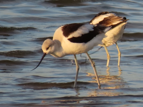 2 long-legged, black & white wading American Avocets with long-up-curved bill