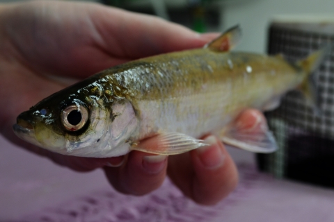 A biologist holds a male bloater fish