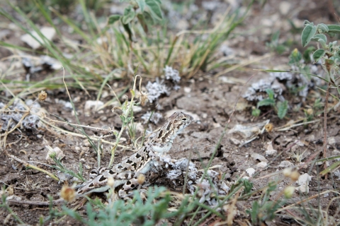 Brown and black spotted lizard in grassy area