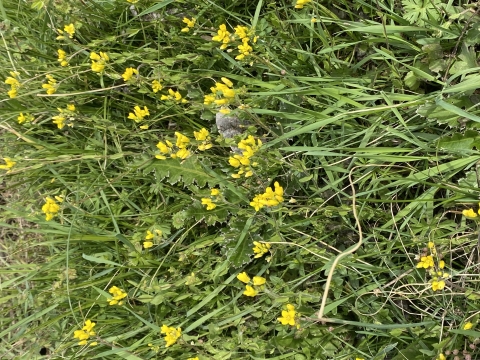 Tiny yellow flowers blooming.