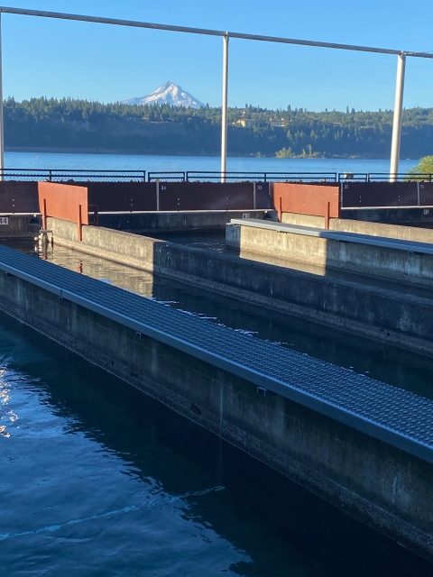 hatchery and Mt. Hood