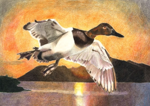 Male Canvasback in colored pencil composition 