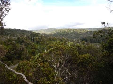 a hawaiian forest 