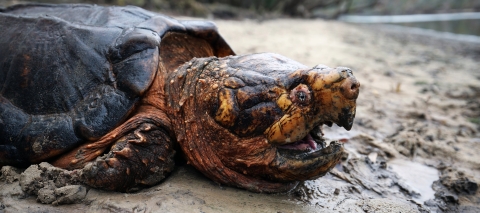 A large male Suwannee alligator turtle lays on the riverbank of the Suwannee River.