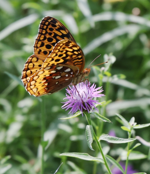 a butterfly sits on a flower. 