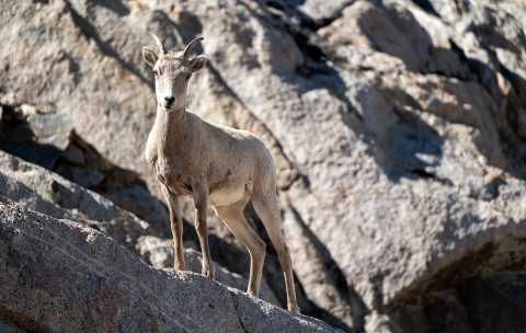 An image of a pale brown female bighorn sheep standing on a large sloped granite rock surrounded by granite mountains.