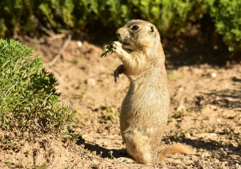 A white-tailed prairie dog stands in the dirt next to a green plant at the Arapaho National Wildlife Refuge.