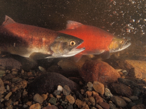 Two spawning-phase salmon underwater