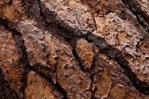 Close up of the bark of a Ponderosa Pine