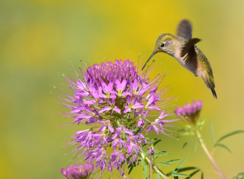 adult female broad-tailed hummingbird nectars on Rocky Mountain beeplant at Seedskadee NWR