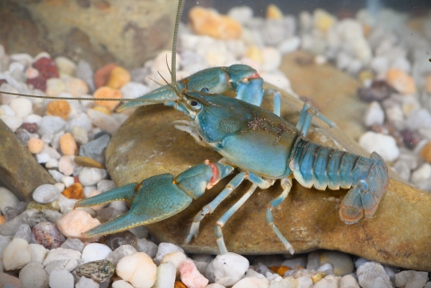 Bright blue crustacean, a Big Sandy crayfish