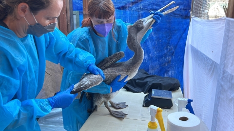 A brown pelican is being treated in a care facility