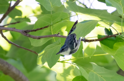 Cerulean warbler in a tree
