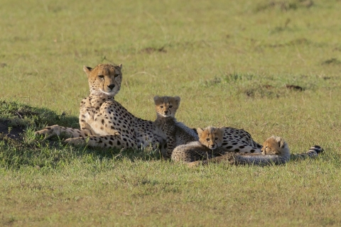 adult female cheetah with three cubs lying in grass