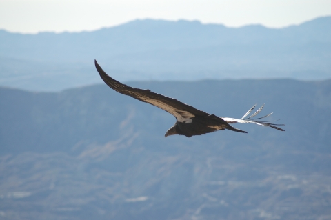 A California condor in flight showing the distinctive white underwing patches