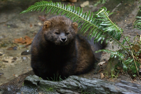 Fisher sits on the forest floor under a fern.