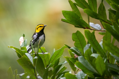 Golden-cheeked warbler