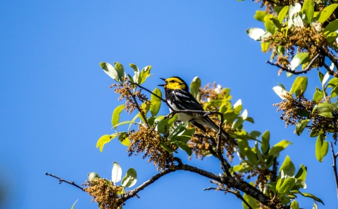 Golden-cheeked warbler