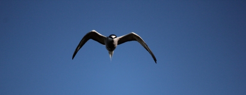 An Aleutian Tern flying towards the camera with a clear sky in the background. 