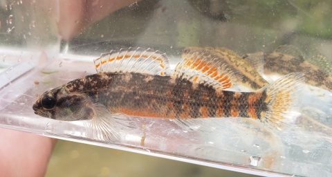 Mud darter