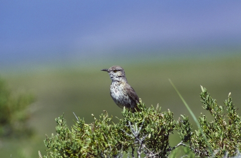 A grey bird with white breast speckled with brown spots perched on scrub