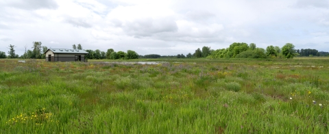 Photo of David B Marshall Outdoor Classroom next to a field of wildflowers