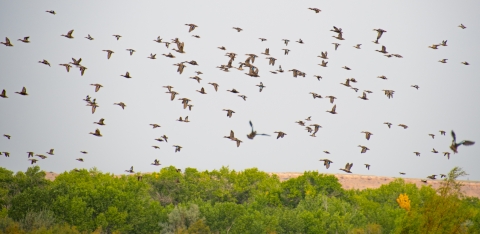 A large flock of ducks take flight over a green shrubs with a desert ridge in the background.