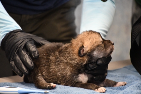 A Mexican wolf pup is given a health check