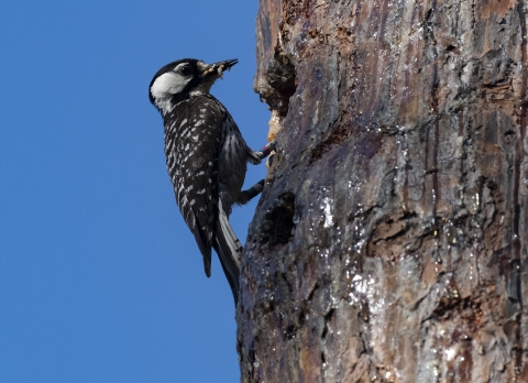 A red-cockaded woodpecker using a tree cavity.