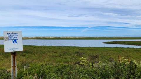 A National Wildlife Refuge sign with a blue goose stands before a field of low-growing plants with a large wetland beyond. In the distance sand dunes are on the horizon beneath a blue sky.