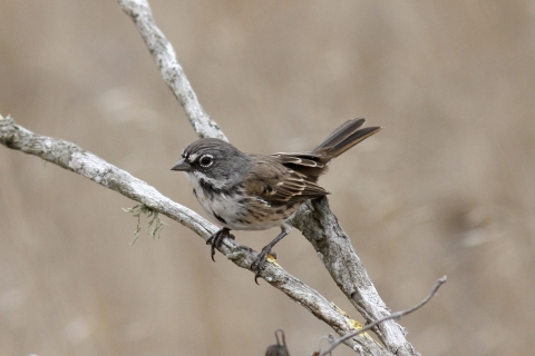 A close-up shot of a San Clemente Bell's sparrow