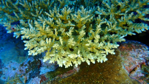 Coral in the mesophotic coral ecosystem. It is yellowish-white. Each polyp branches out like a finger. 