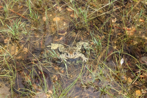 a Wyoming toad relaxes in shallow water surrounded by short grasses.